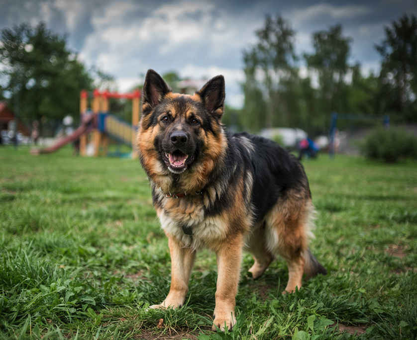 Dog Bite Accident Lawyer Palm Beach Gardens Dog Bite Accident Lawyer Palm Beach Gardens