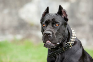 dog in spiked collar