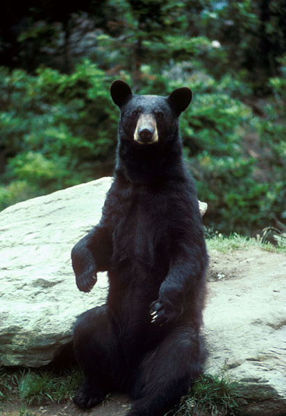 black bear accident