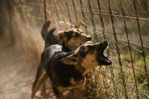 dog bite warning signs