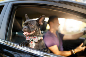 driving distracted with pets