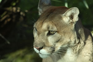 Florida panther deaths increasing