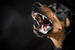 aggressive dog barking 