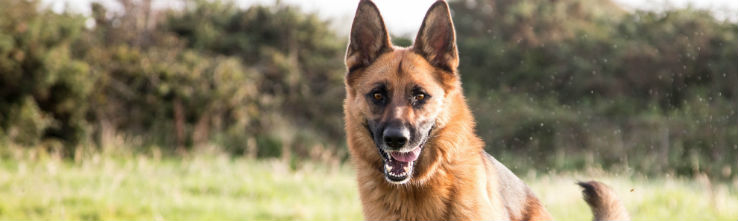 angry German shepherd dog