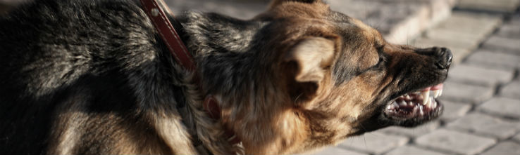 growling dog on leash