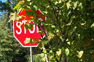 overgrown tree blocking stop sign 