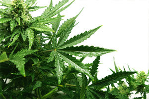 the leaf of a marijuana plant
