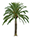 palm
