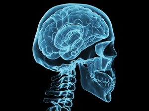 xray of a human skull and brain