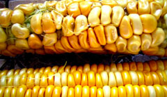 Syngenta Corn