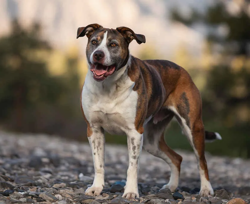 Dog Bite Attorney WPB Dog Bite Attorney WPB