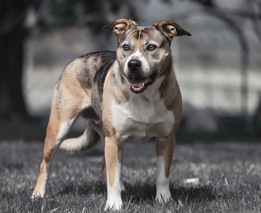 Dog Bite Law Firm West Palm Beach Dog Bite Law Firm West Palm Beach