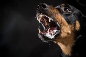 aggressive dog barking