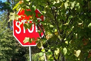 overgrown tree blocking stop sign