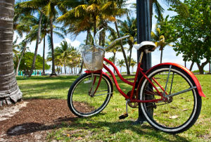 bicycle and palm trees